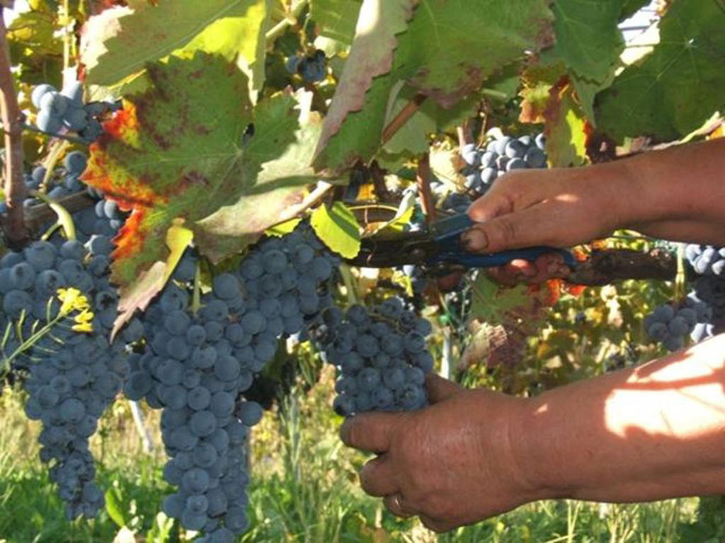 Agritursmo Montesalerno Villa Diamante Kültér fotó
